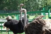 бакирово