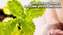 дъбова кора лечебни