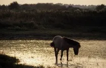 Собаки та коні – давня історія дружби історія