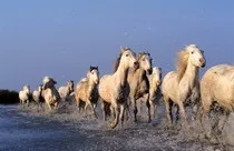 Собаки та коні – давня історія дружби давня