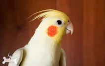 колко живеят