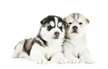 Скільки коштує хаски скільки