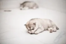 Скільки коштує хаски скільки