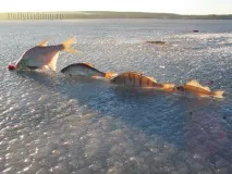 З блешнею на озерах бути