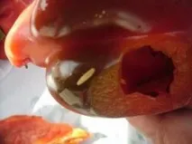 муха средиземноморска