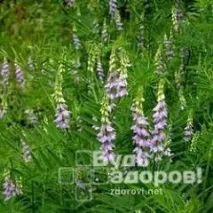 сладник полезни