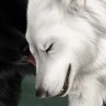 Твоя історія у - Котах-Воїтелях - Триккі - тести для дівчаток котах-воїтелях