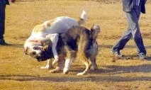 национални национални