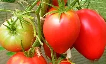 Томат Сенсей опис сорту, фото, характеристика томат