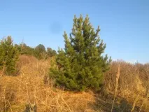 плет рубли бройка