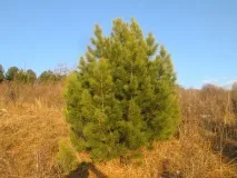 плет западна
