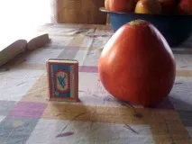 Томат Сенсей опис сорту, фото, характеристика фото
