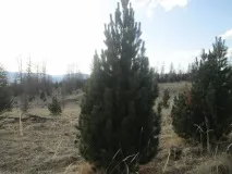 рубли бройка западна