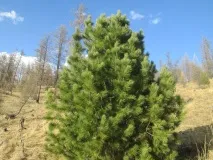 рубли бройка хиляди рубли