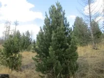 западна рубли бройка