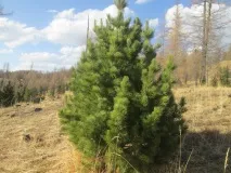 западна плет