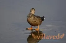 качка