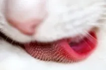 котката език