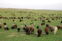 Успіхи туркменських вівчарів вівчарів