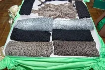 Успіхи туркменських вівчарів туркменських