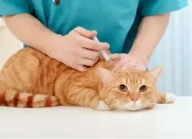Вакцинація котів та котів підготовка, де краще зробити котів