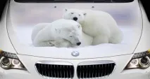 задното