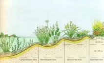 Водні рослини для ставка на дачі - стаття від користувача ОБІ Клубу рослини