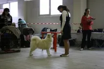 Виставкові стійки гуру
