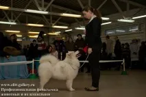 Виставкові стійки Повідомлень