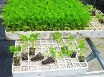 Вирощування кореневого селери на дачі та правильний догляд - My Life дачі
