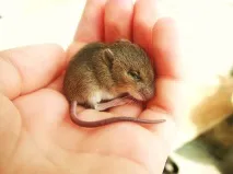 дитини