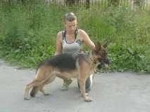 Виставкові стійки стійки
