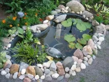 Водні рослини для ставка на дачі - стаття від користувача ОБІ Клубу дачі