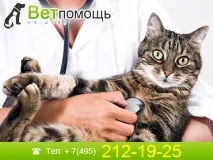 терапевт