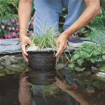 Водні рослини для ставка на дачі - стаття від користувача ОБІ Клубу водні