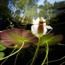 Водні рослини для ставка на дачі - стаття від користувача ОБІ Клубу водні