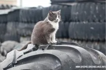 стари втори