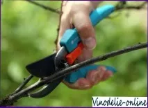 храсти възстановяване