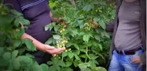 Жовта малина для любителів великих, смачних ягід з городу великих
