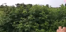 Жовта малина для любителів великих, смачних ягід з городу великих