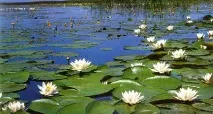 красота вода
