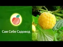 Жовта малина для любителів великих, смачних ягід з городу жовта