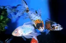 carassius