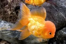carassius