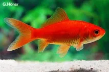 carassius