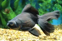 carassius