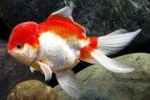 carassius