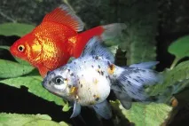 carassius
