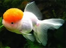 carassius