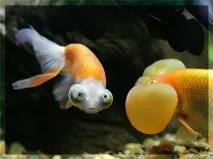 carassius